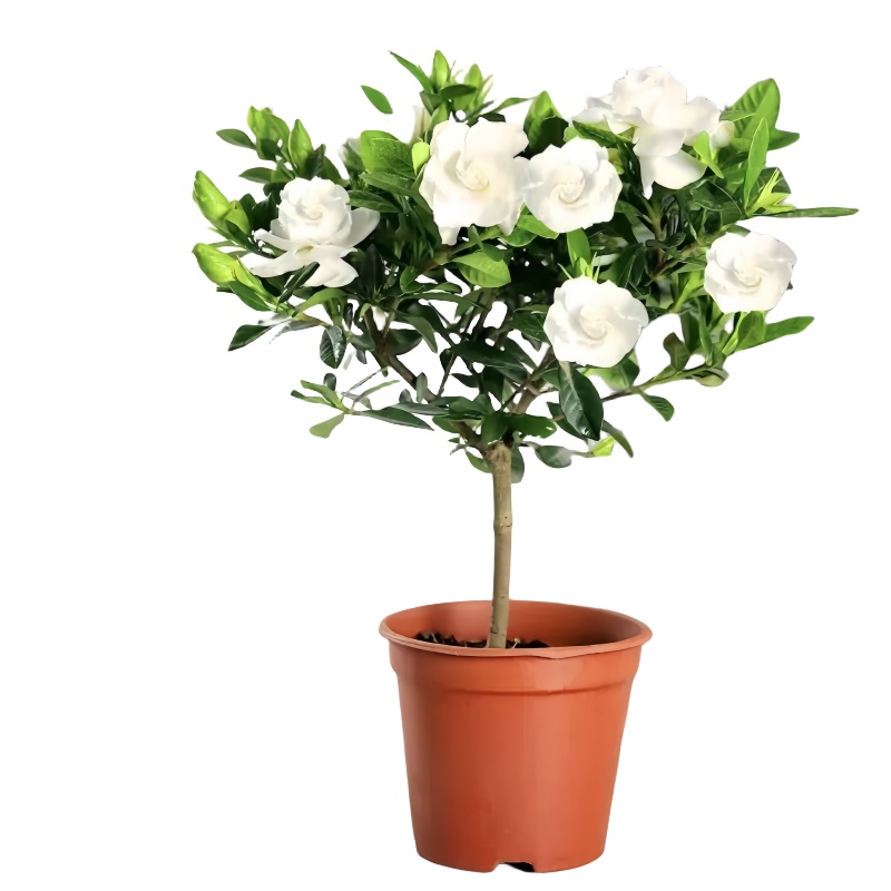 大叶牡丹栀子花盆栽独杆棒棒糖浓香型四季栀子花树苗