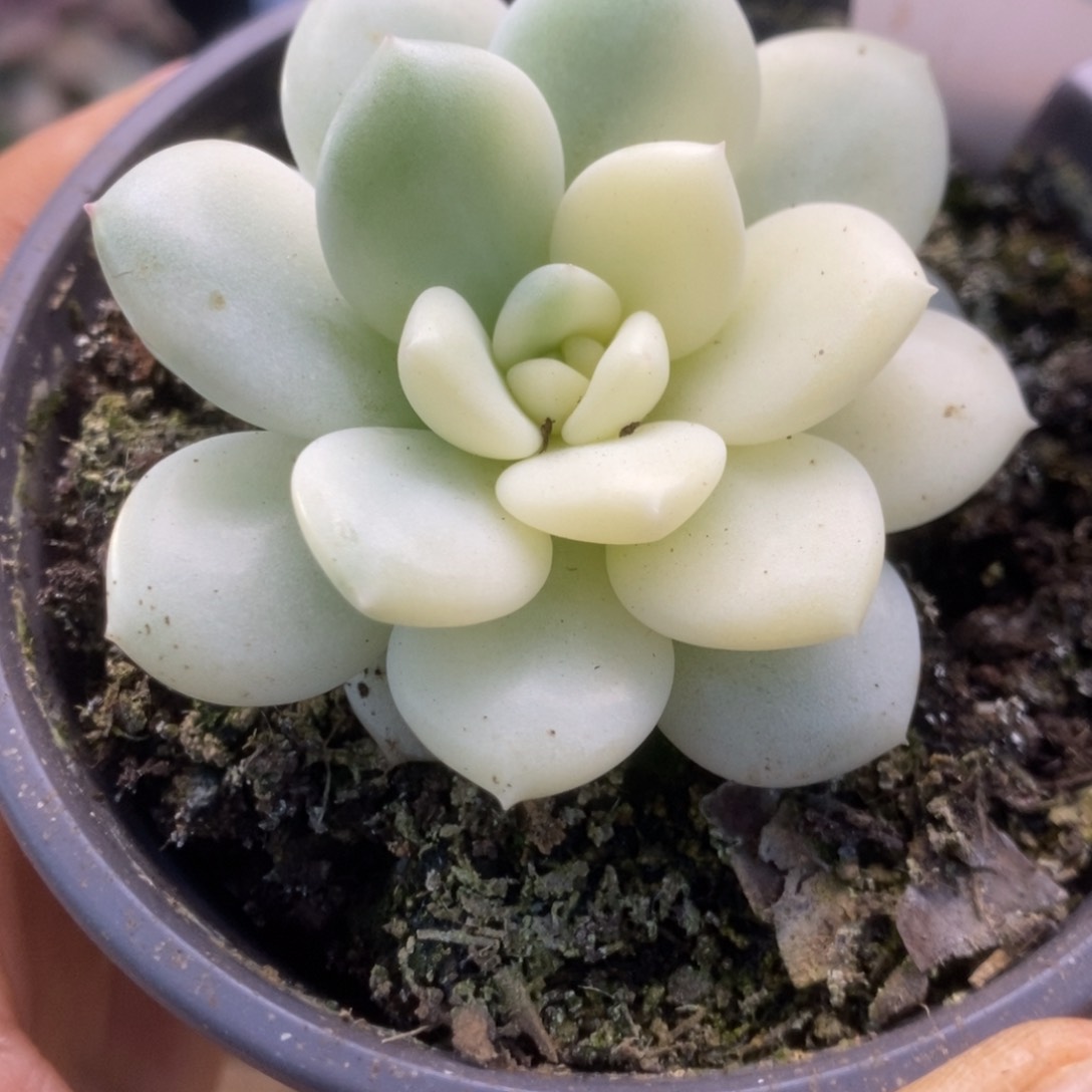 547香水锦锦锦锦锦锦