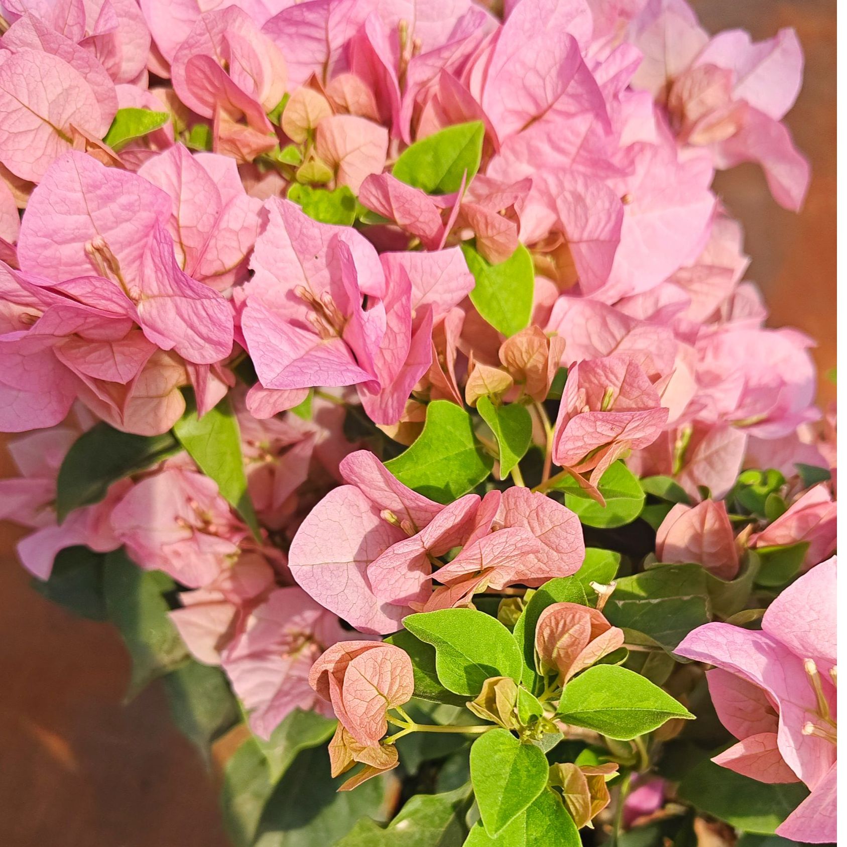三角梅（暗斑丽人）四季开花带花苞三角梅原盆原土阳台庭院盆栽