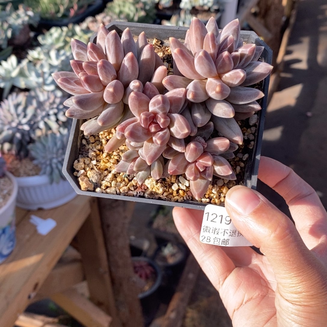 用***064号多肉群小可爱