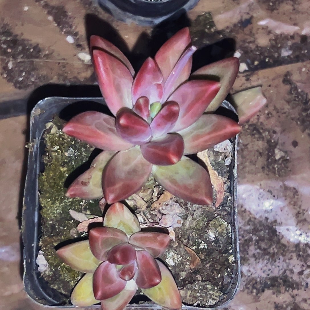 桔云多肉美人精品系列