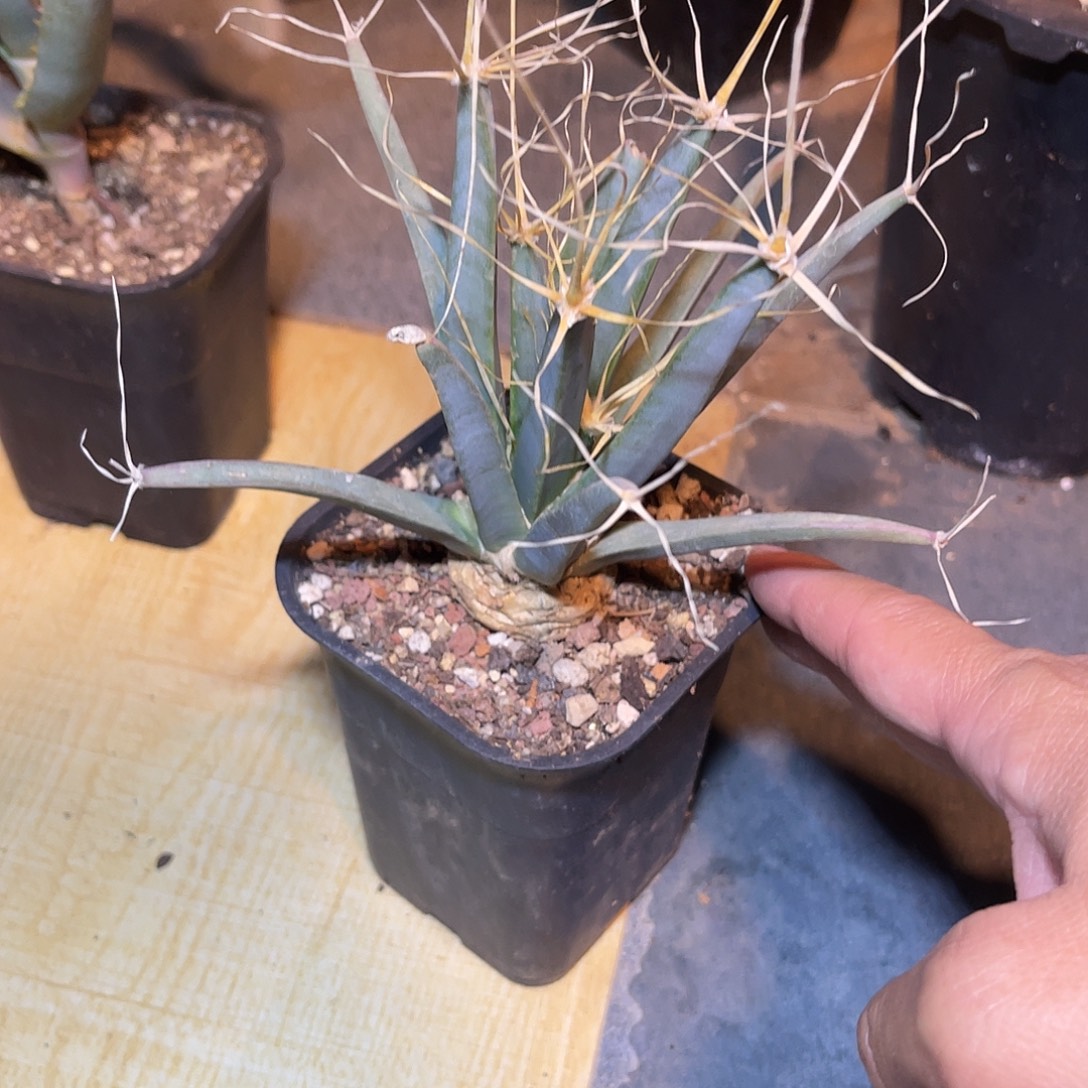 实生光山四大名球之一