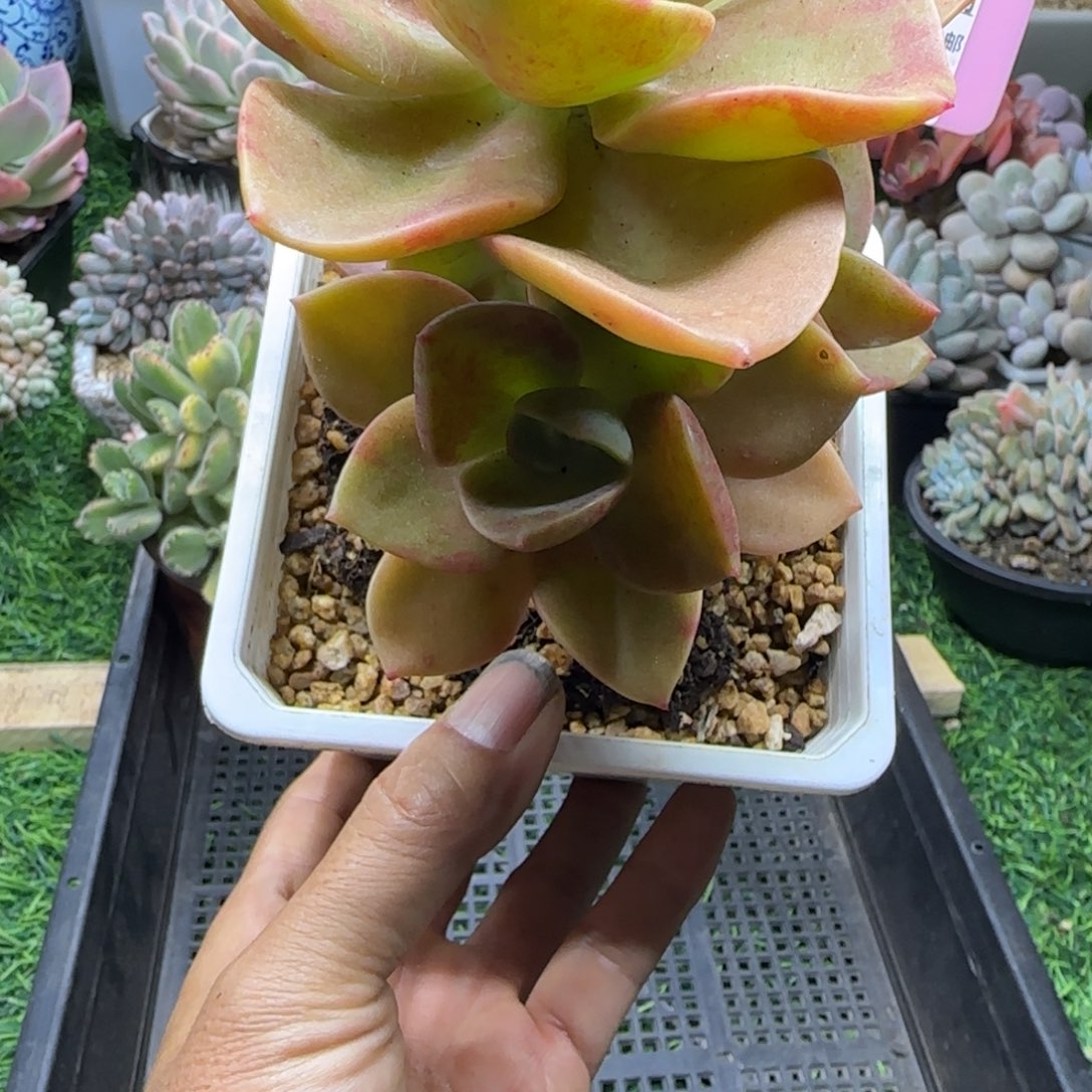 锦安精品多肉植物236