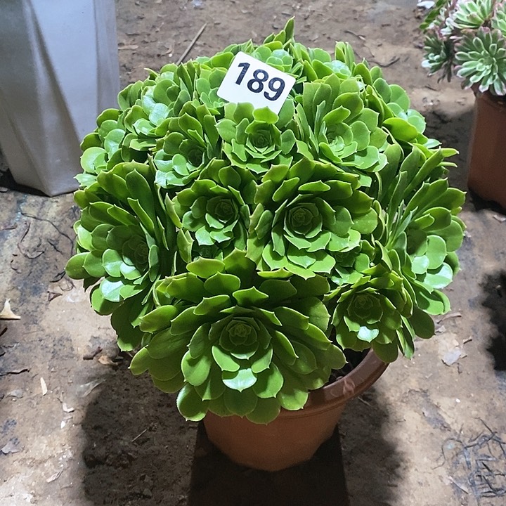法师植物一物一拍123456