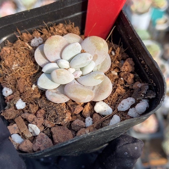 806粉兔缀多肉植物保护