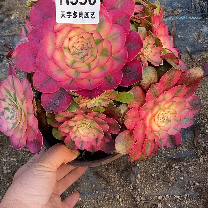 英***6多肉植物荔枝990多肉