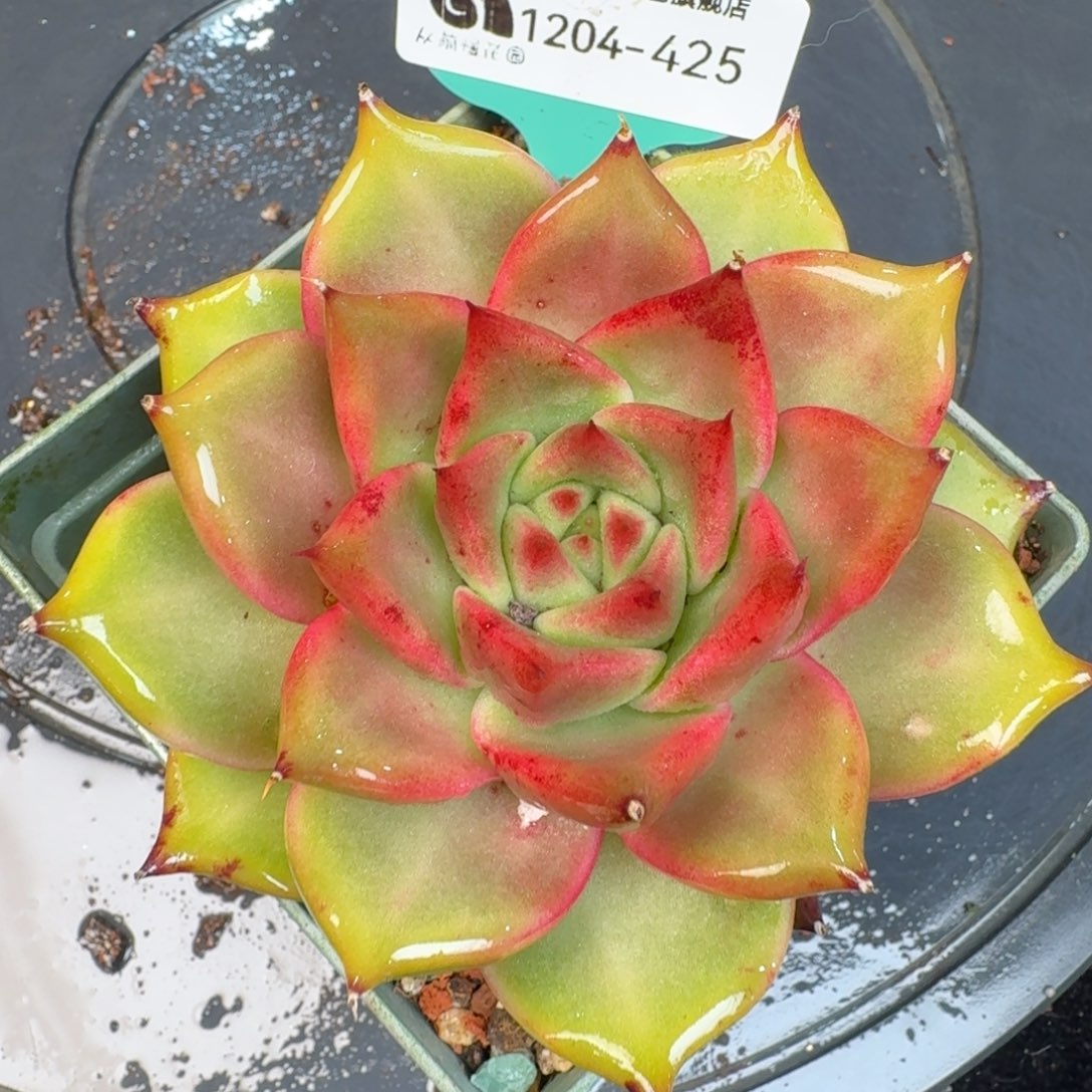 从前慢多肉精选编号1204.425