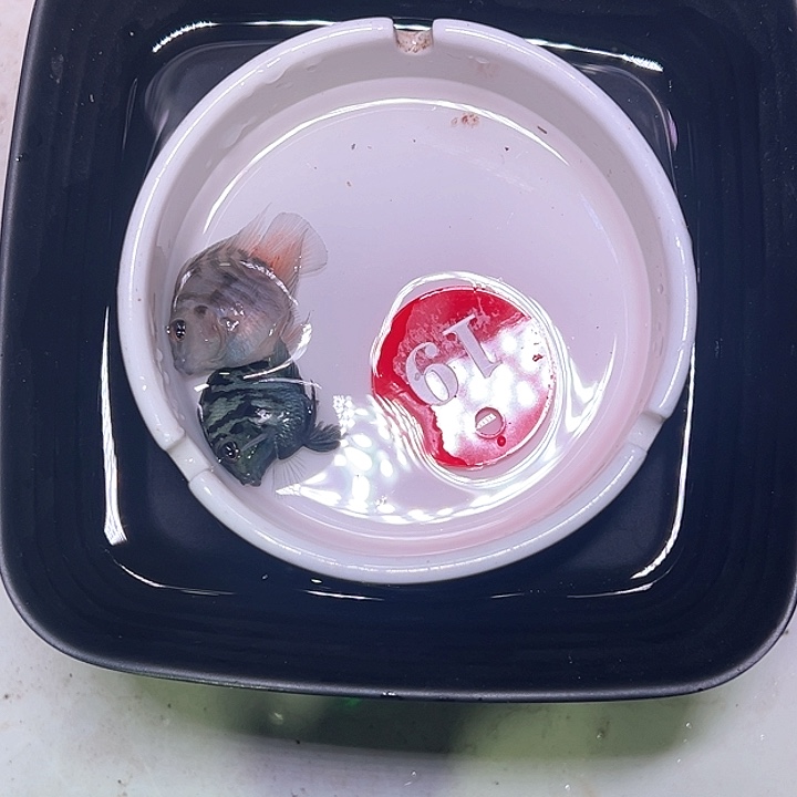 鹦鹉鱼19号，摩卡宝蓝各一条
