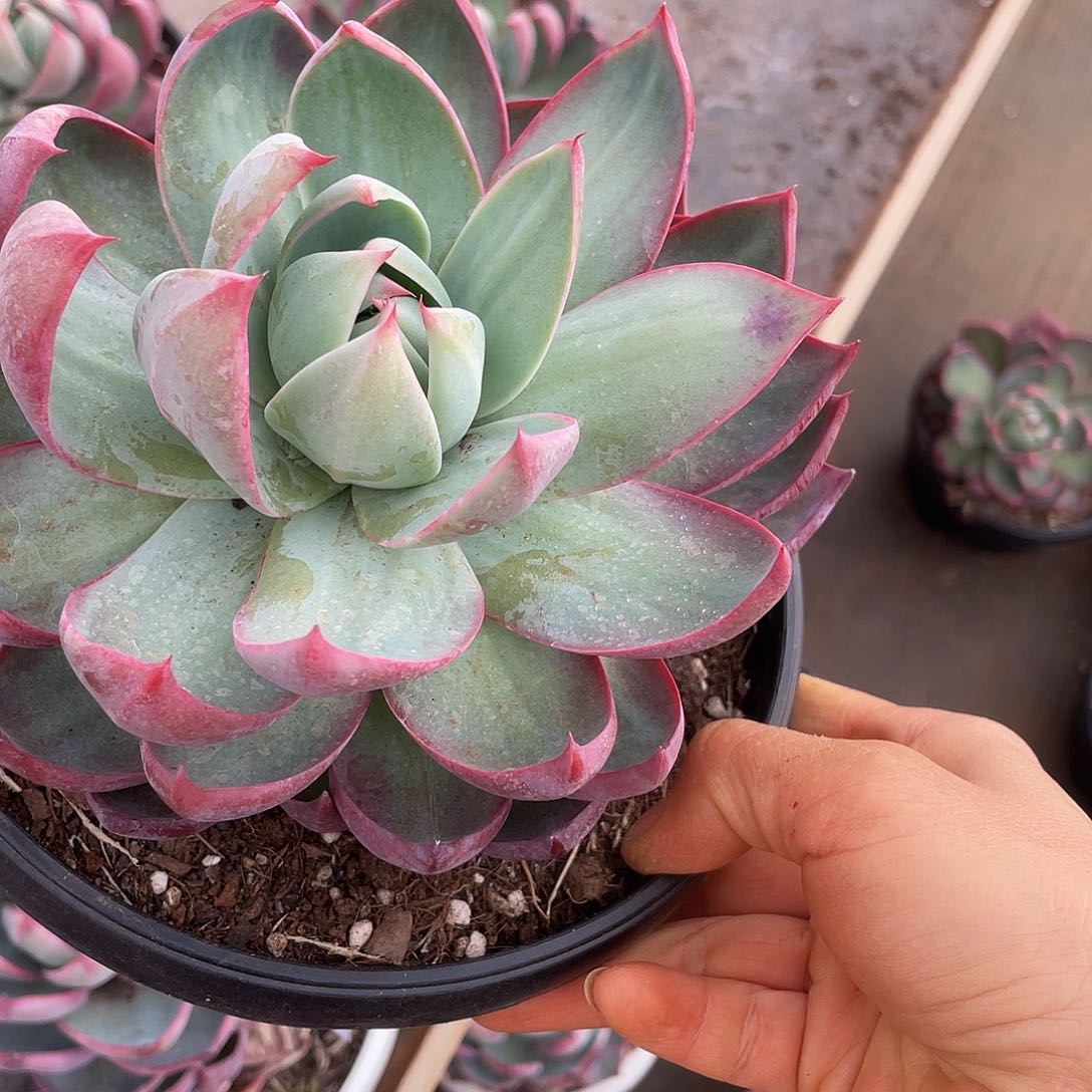 惊鸿 多肉多肉多肉