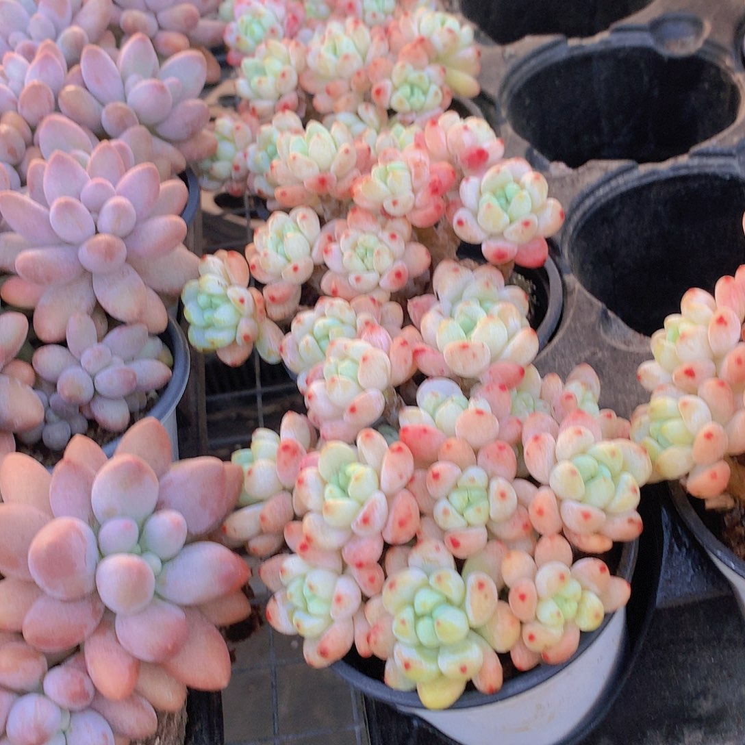 樱花罗琦456789990000