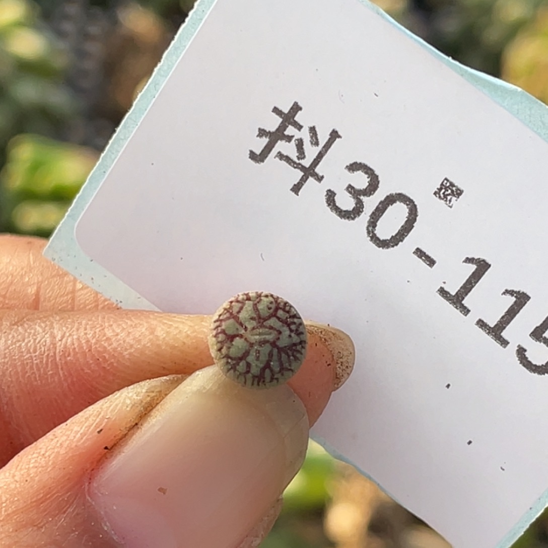 小****30-115肉锥多肉植物