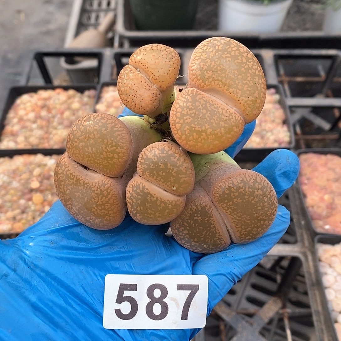 泡*༒587 日轮老母本 脱土