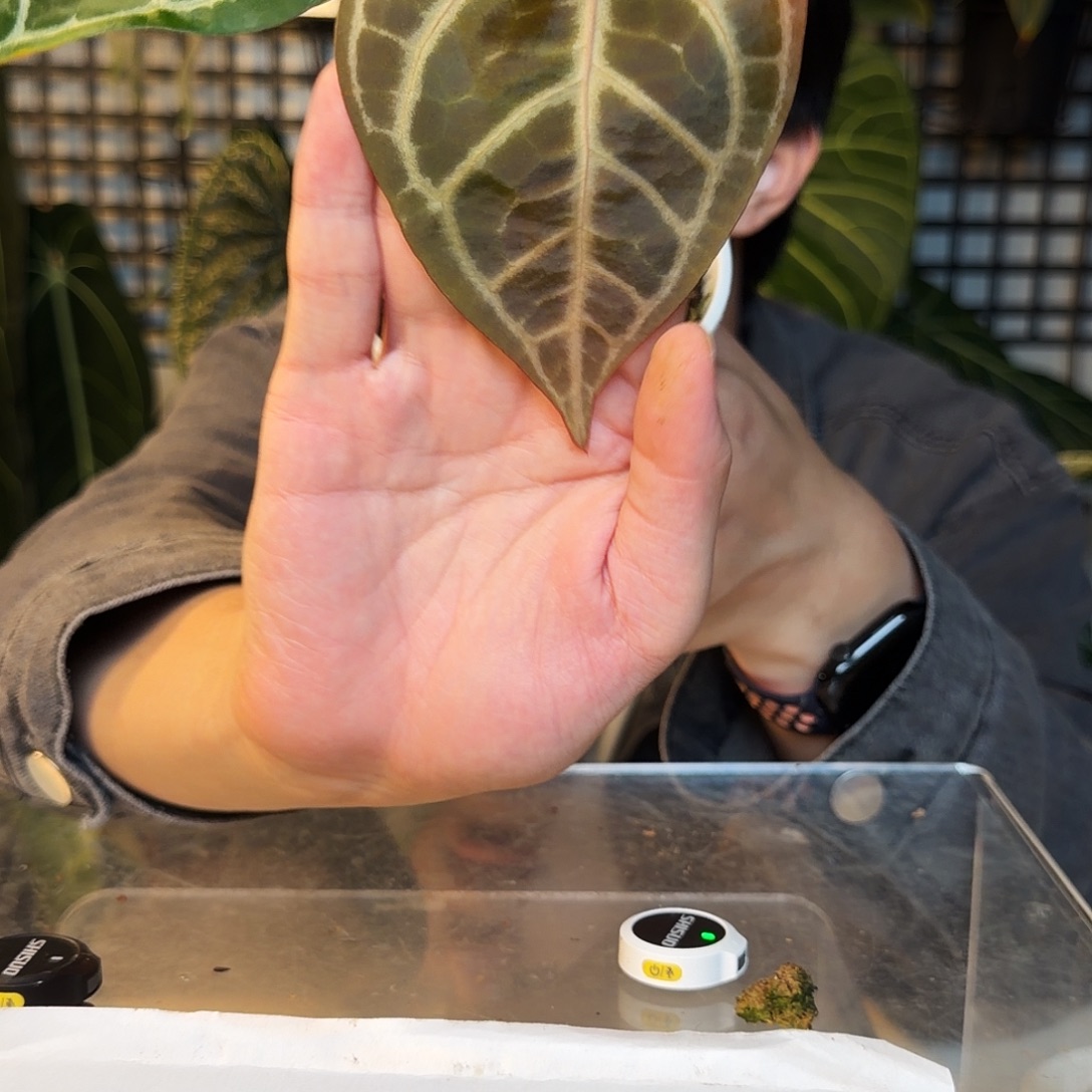 完全开放Q132红水晶杂撕裂纹