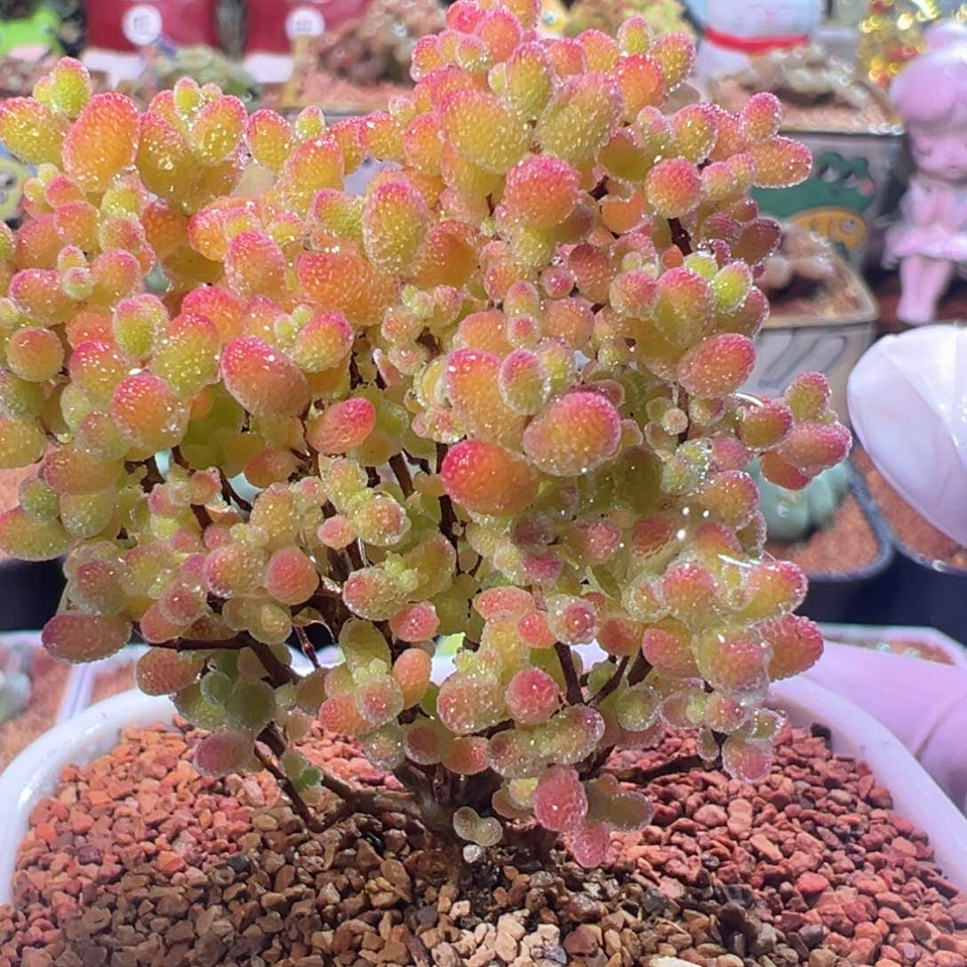 0438，糖球，肉锥植物