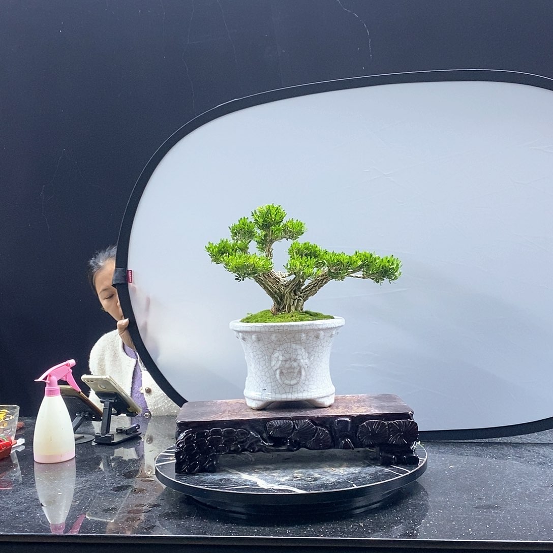 无花朵精品黄杨盆景