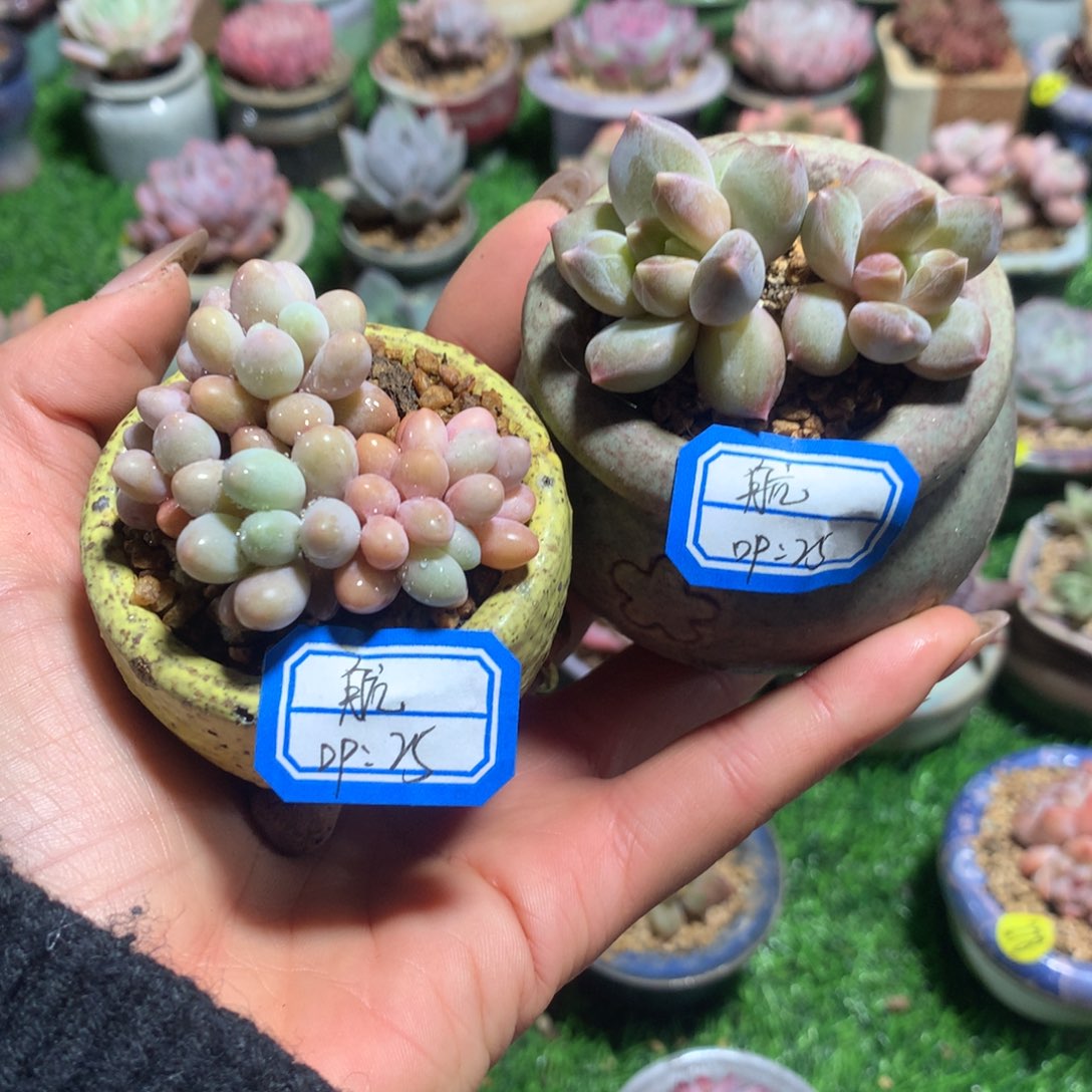 航***航    2带盆           