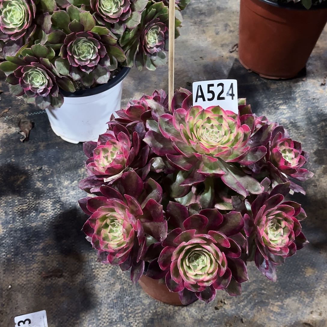 多肉植物云荷524多肉