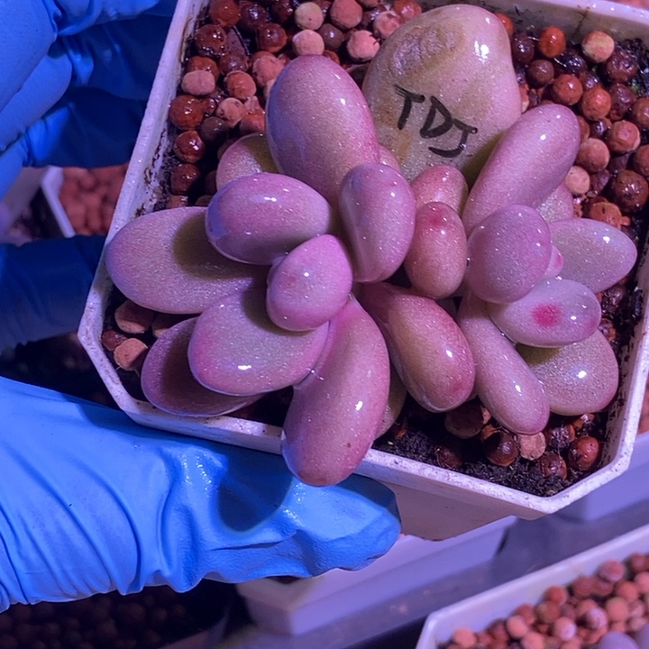 桃蛋锦多肉植物多肉