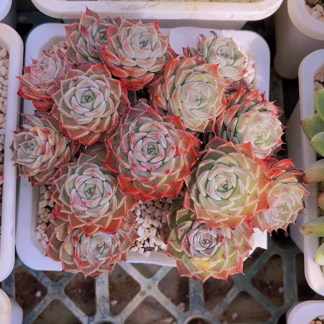 雅典娜14公分9999999