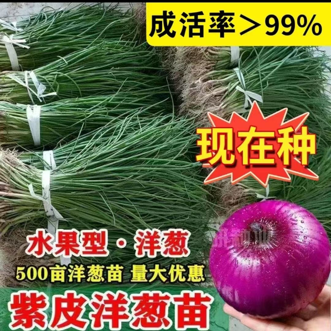 正宗紫皮洋葱苗子现挖现发水果洋葱苗成活率高