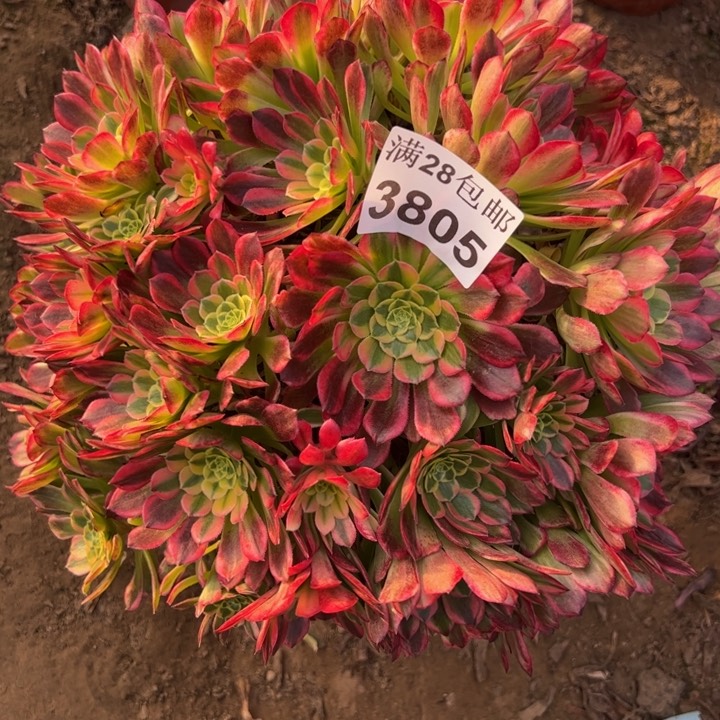 3805朝霞多肉植物