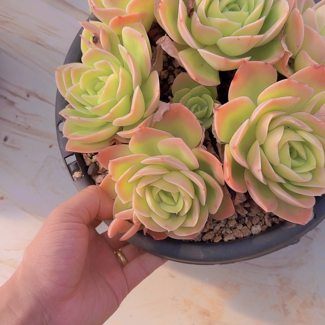 2147星那塔多肉植物