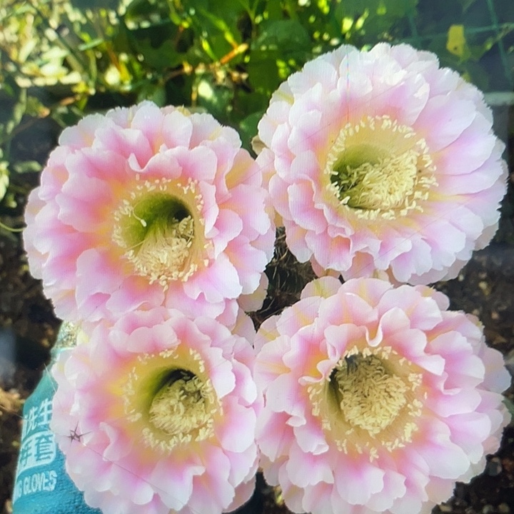 31号带根微瑕3公分左右福利