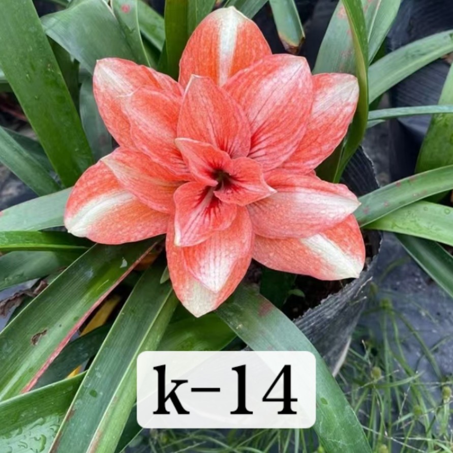 SS孤挺花园 杂交K-14 裸球 名字自取