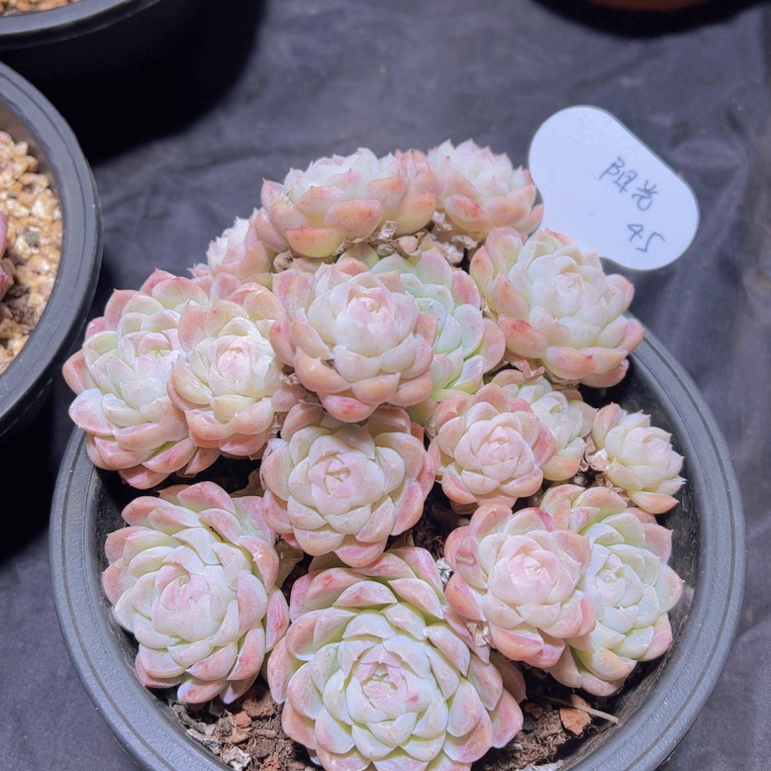 雪****光月影杂，多肉植物