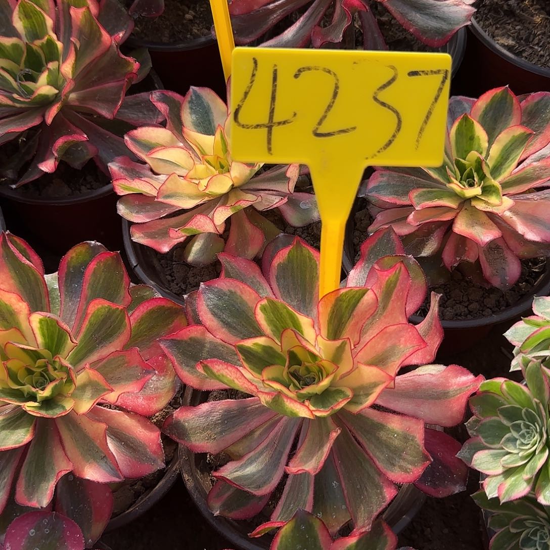 4237---魅影多头多肉植物