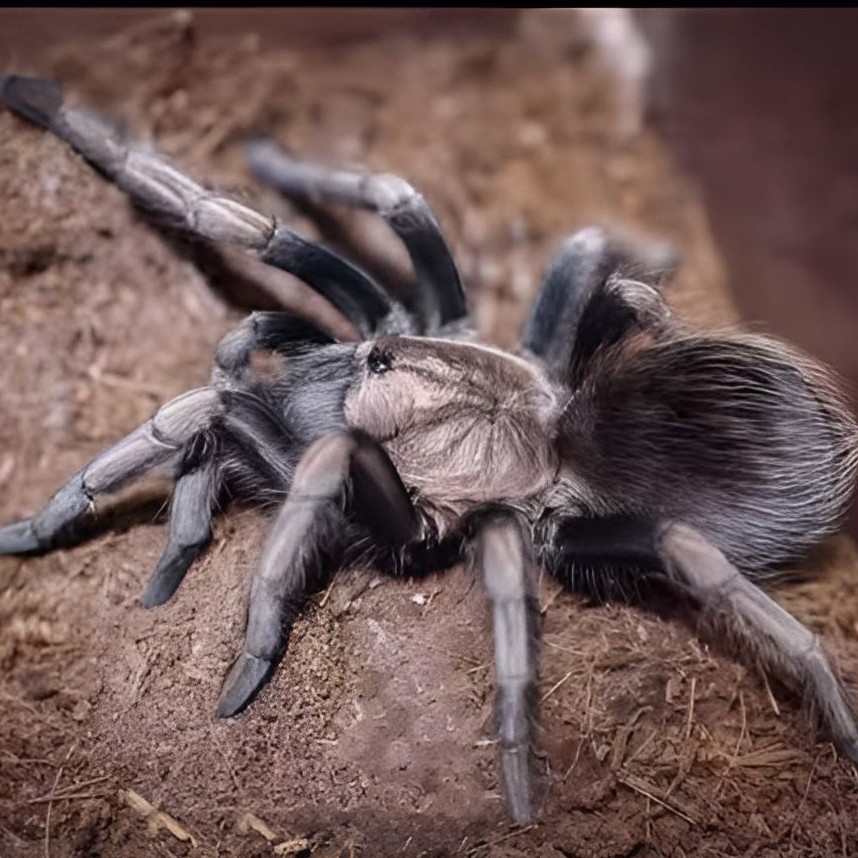 秘鲁金铜宠物蜘蛛活体