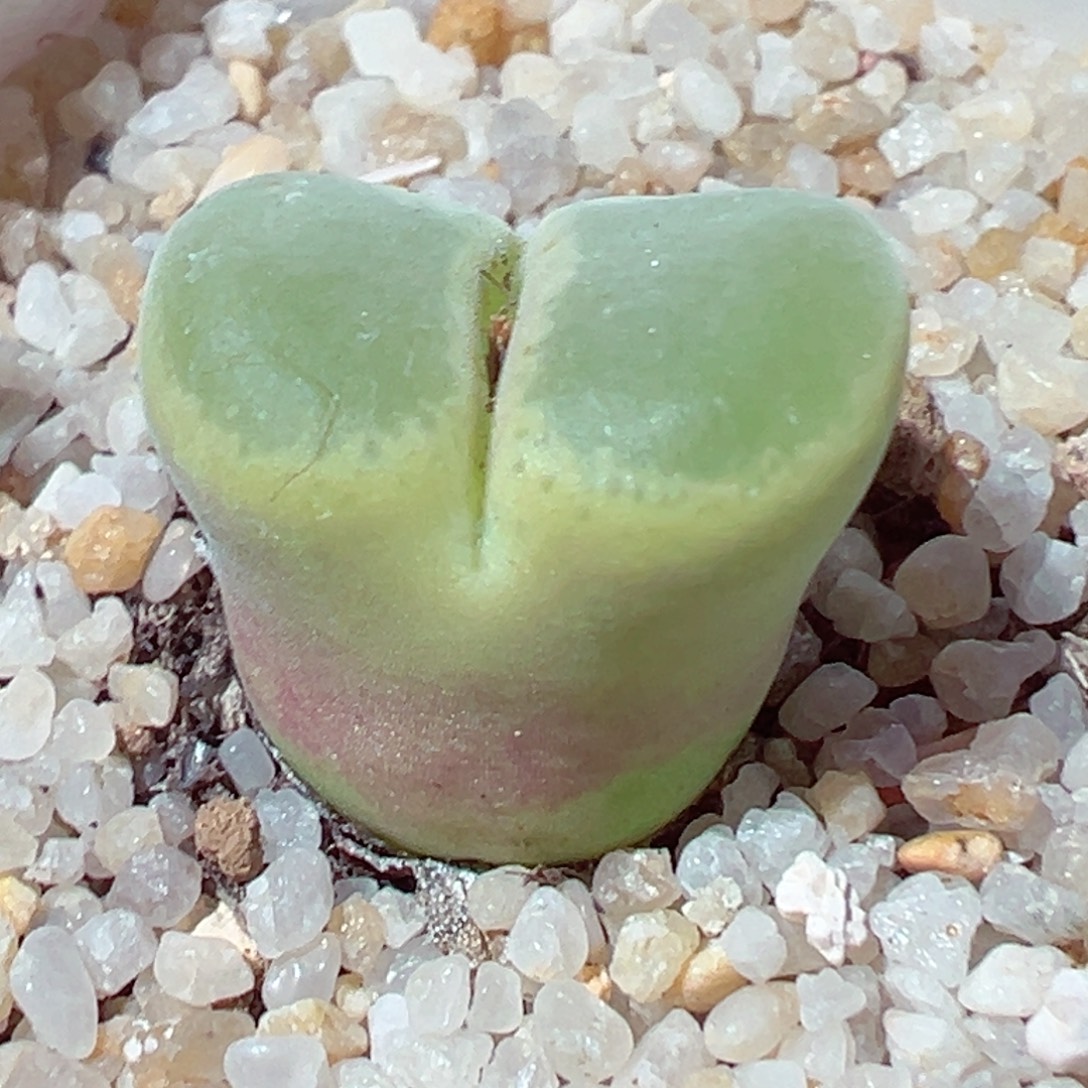 1223-281多肉多日的