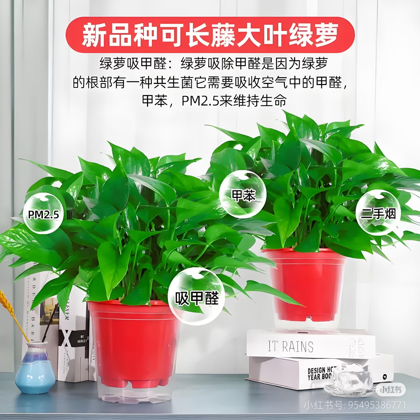 拍一发二绿萝盆栽室内长藤植物净化空气吸除甲醛四季常绿好养