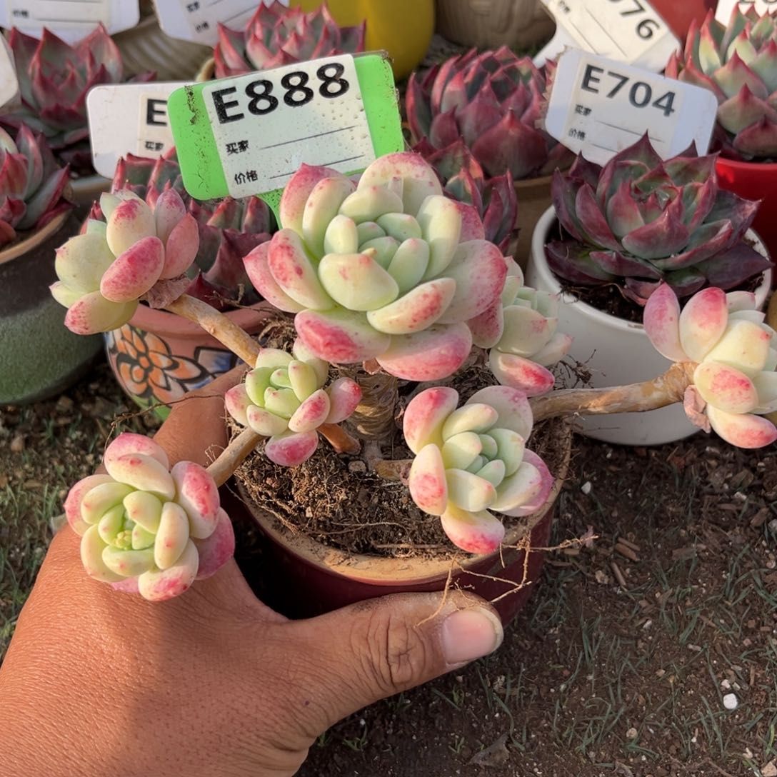 望舒多肉植物888号