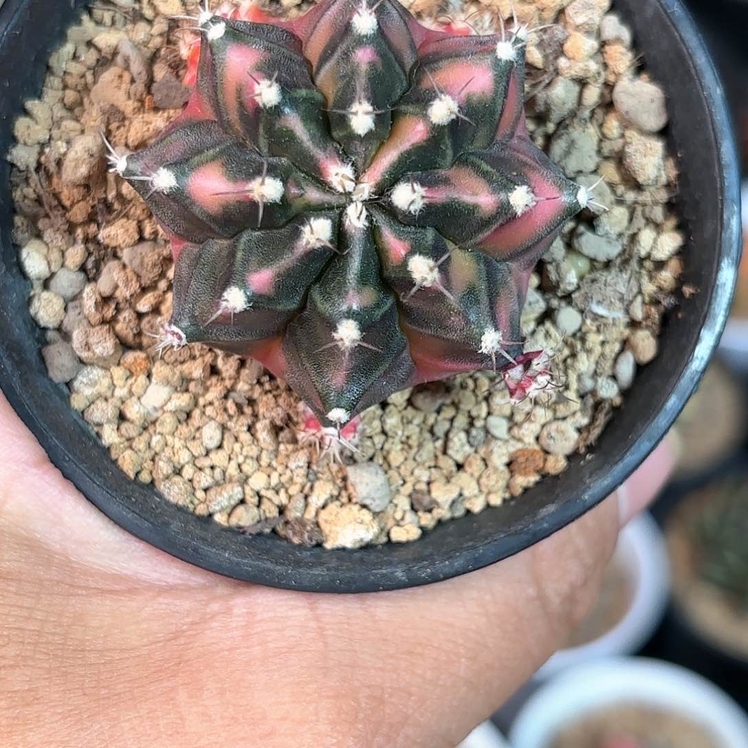 泰系米哈仙人球105号