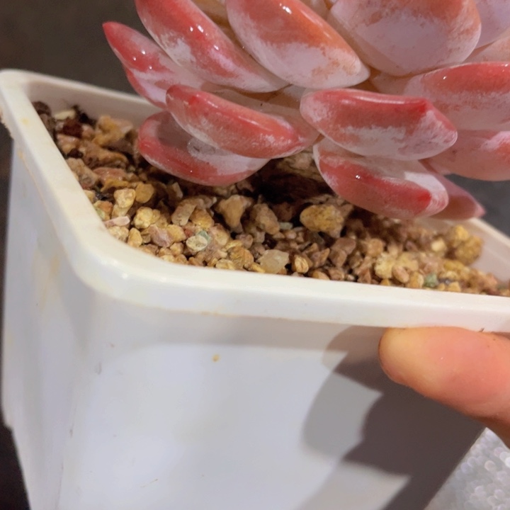美幕花坊，一物一拍。