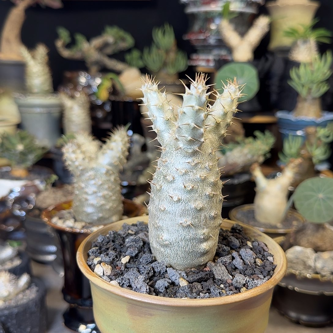 一物一拍象牙宫290