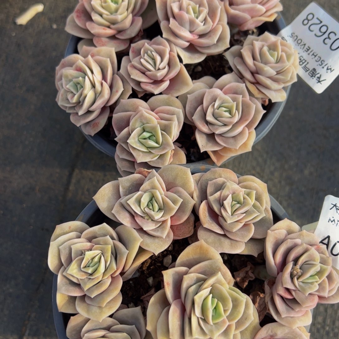 可爱玫瑰两盆七头起多肉