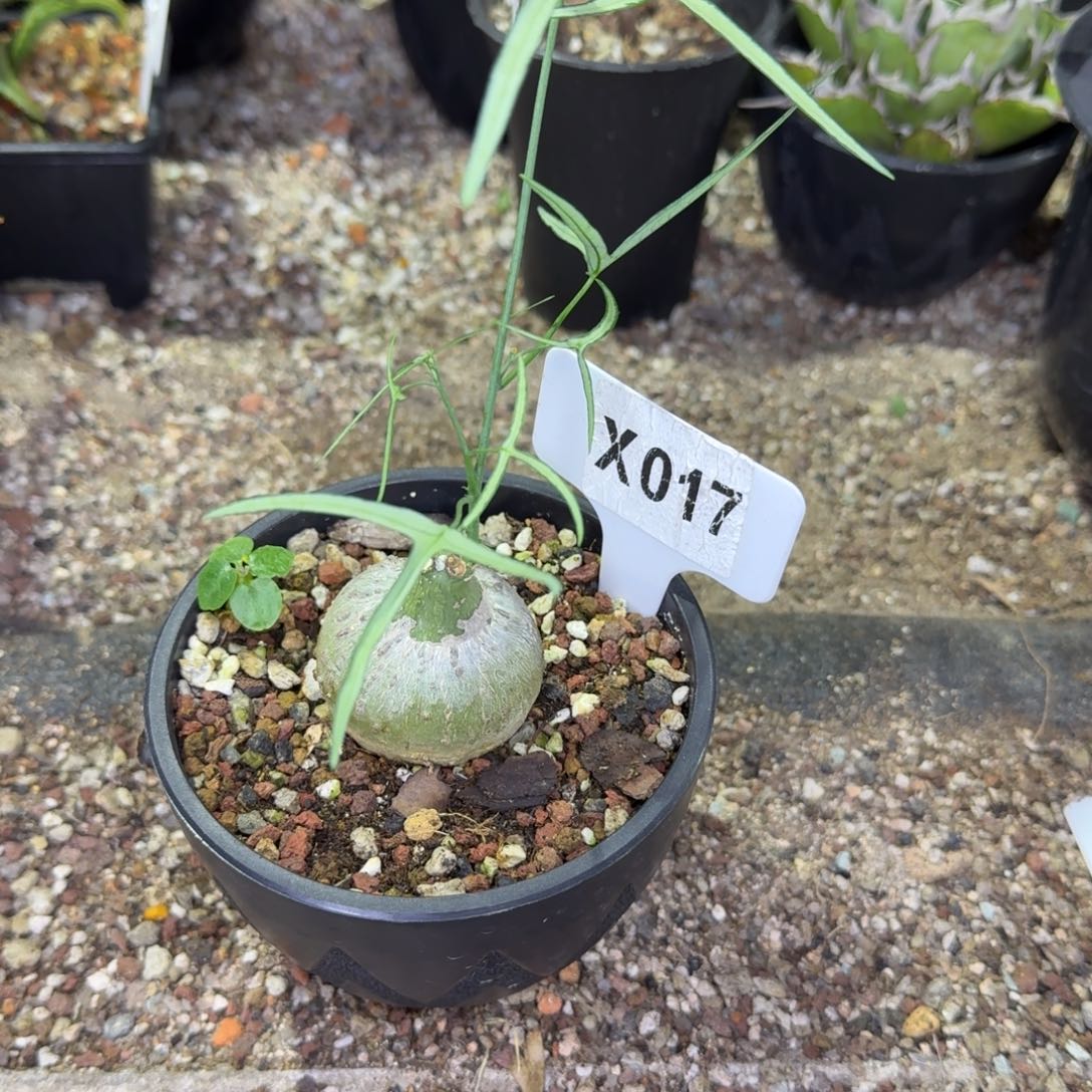 温***光福利彩叶西番莲一颗带盆发