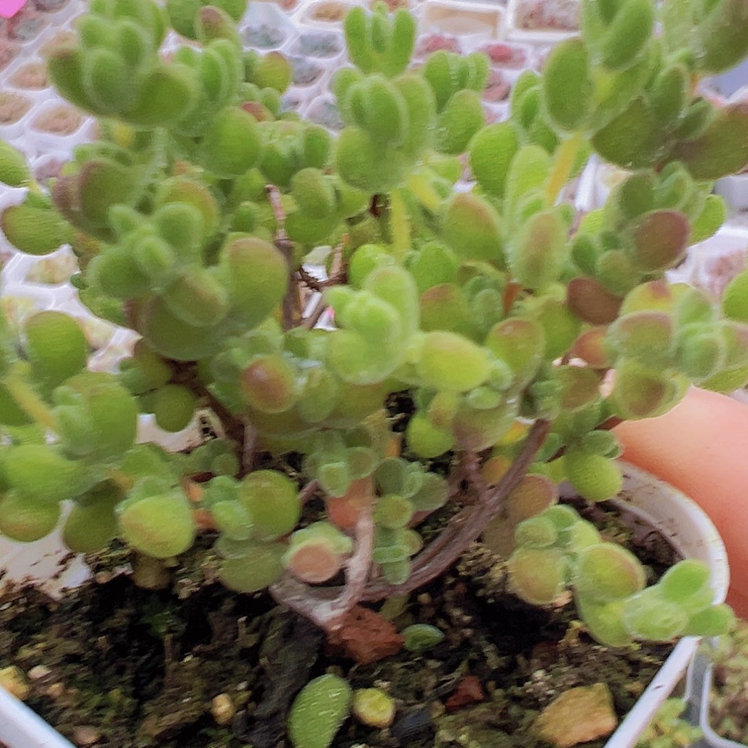 莱斯枝干19包邮多肉植物