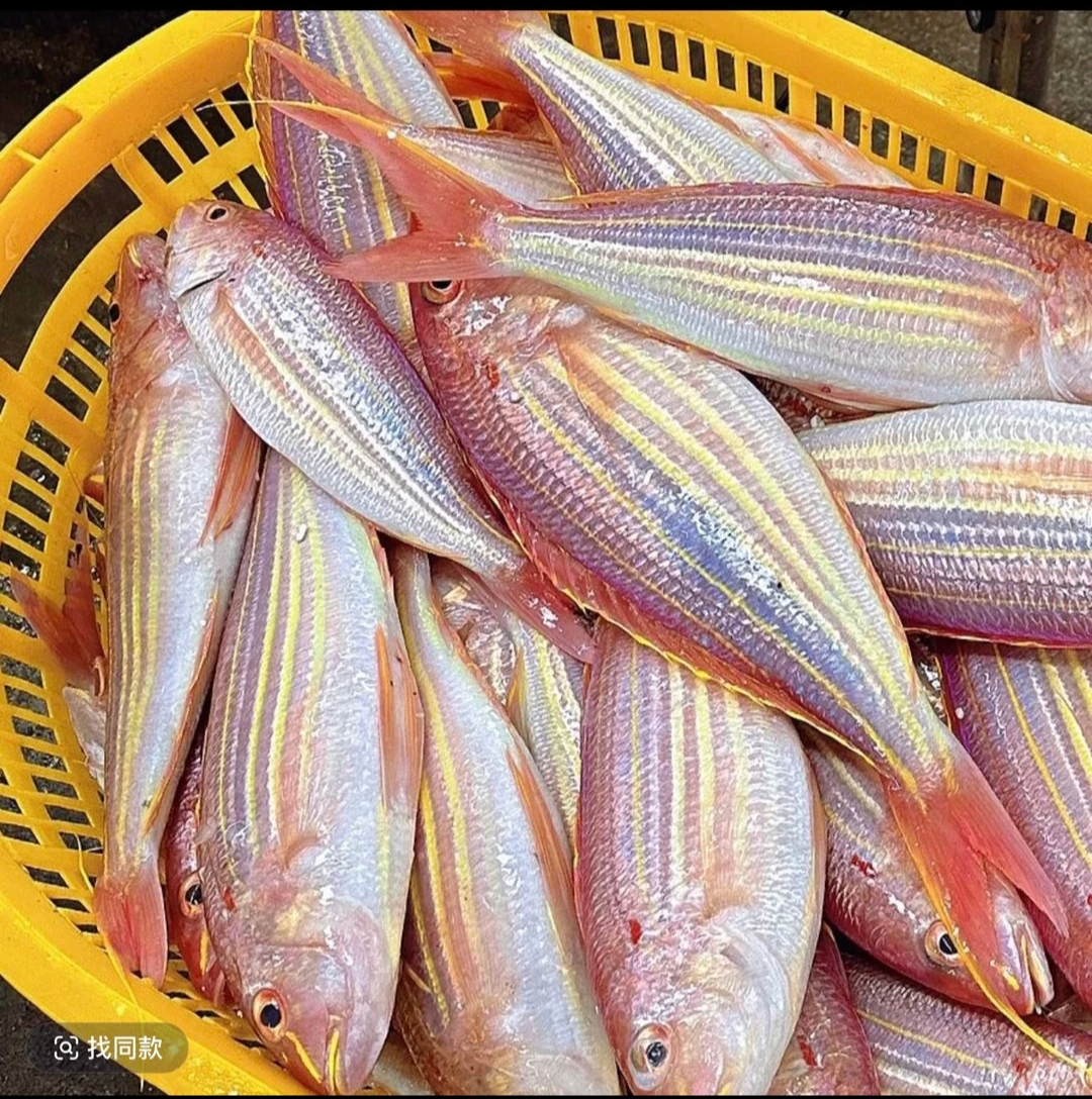 【红杉鱼】汕尾本港野生海钓金线鱼 顺丰冷链发货