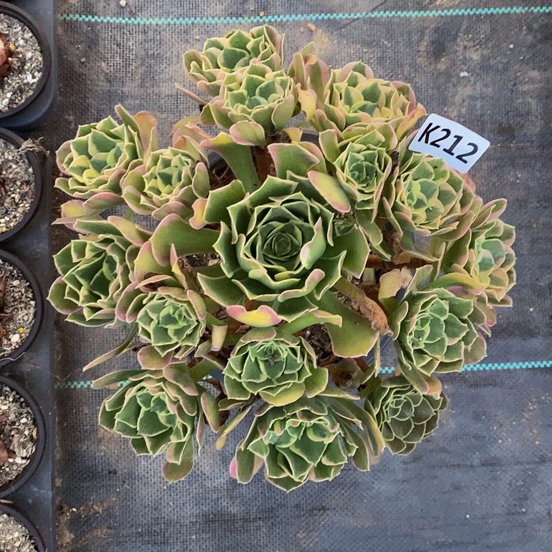 212绿体浣纱5555555555