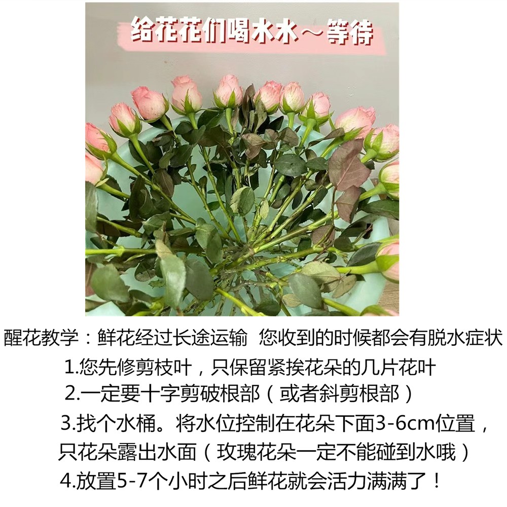 三色多头玫瑰云南鲜切花家用水养鲜花生日适用