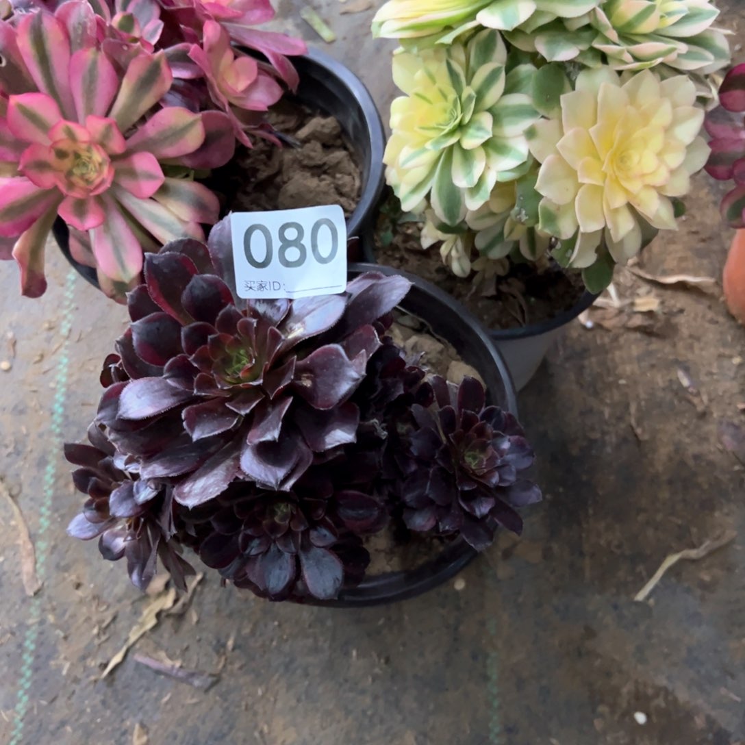 080号组合多肉植物