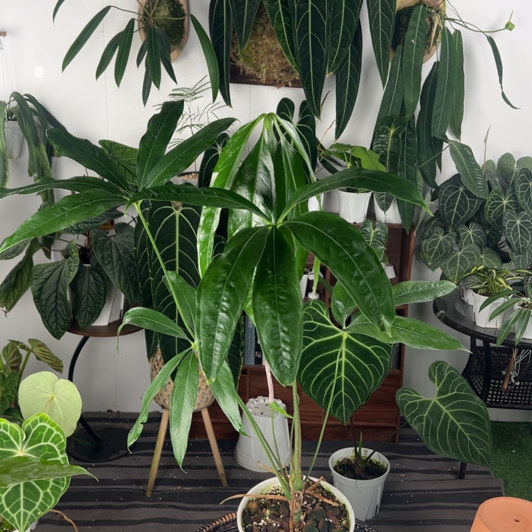 完全开放原种伞叶花烛