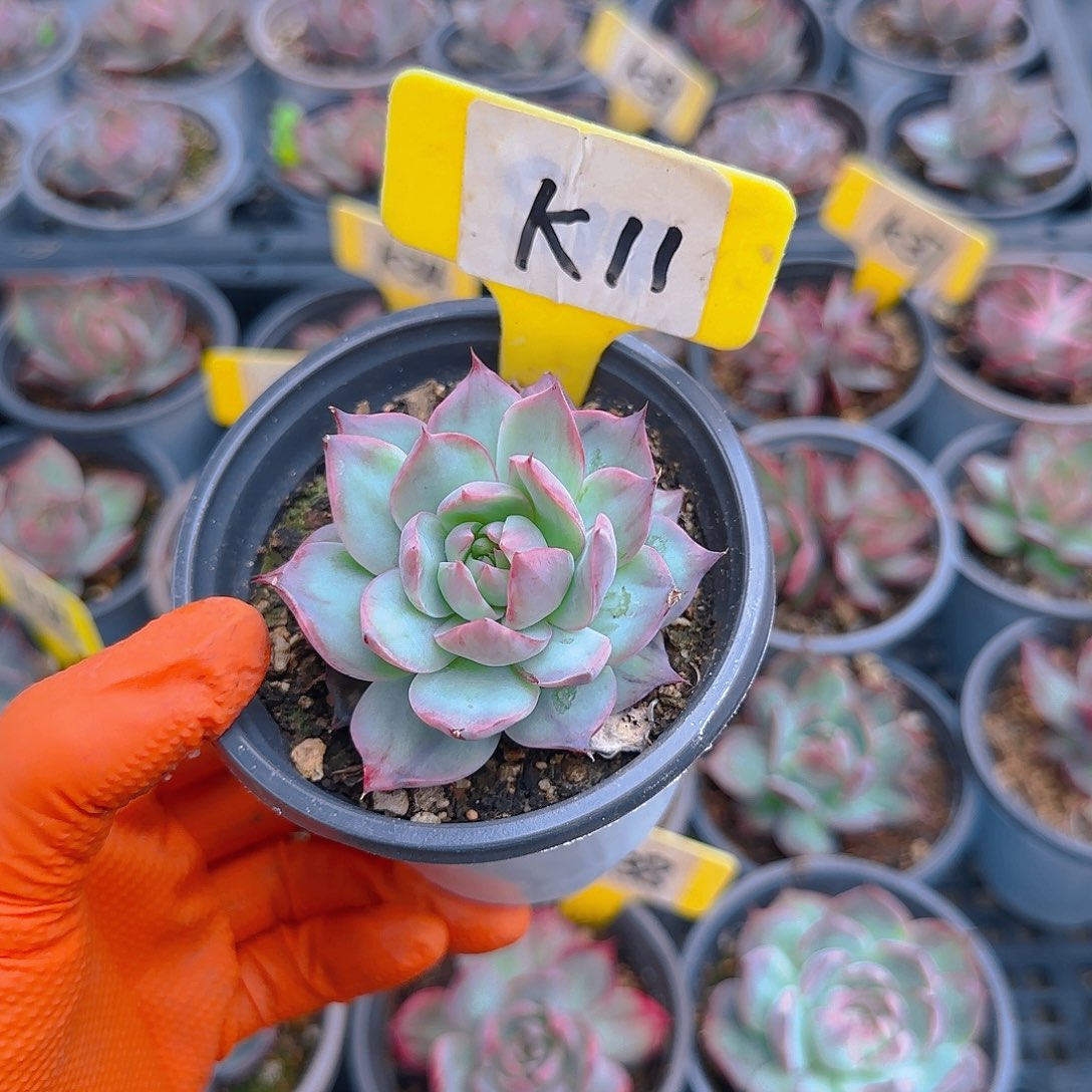 小*K11惊鸿单头多肉