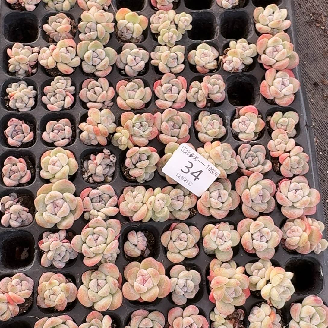 阿***华34 号到手1框一物一拍