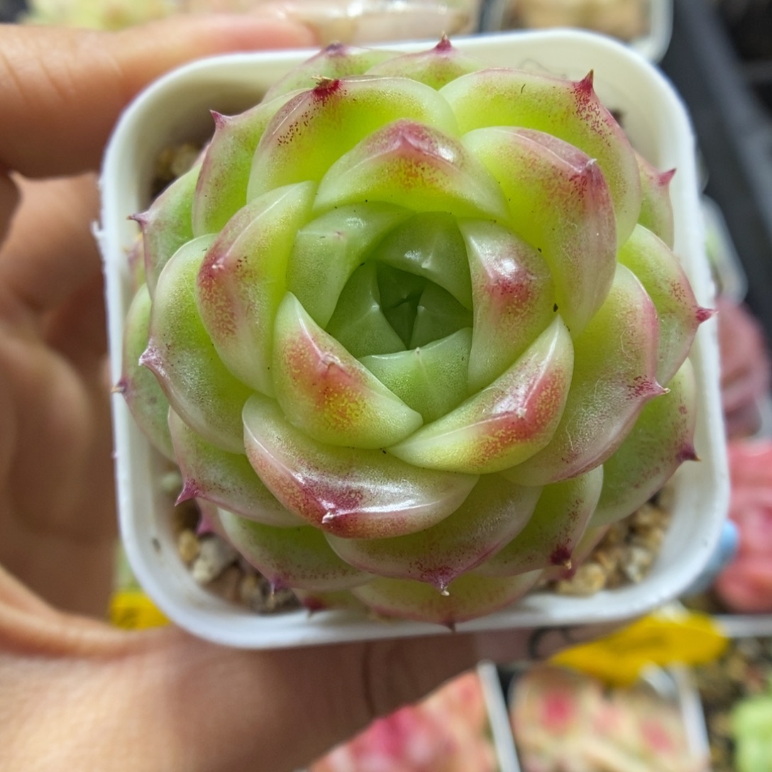 蜜蜡麦秆可拍524号。 