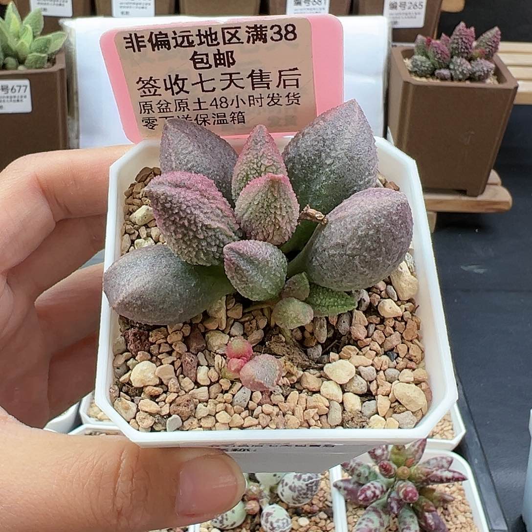 491红粉哈莫杂多肉