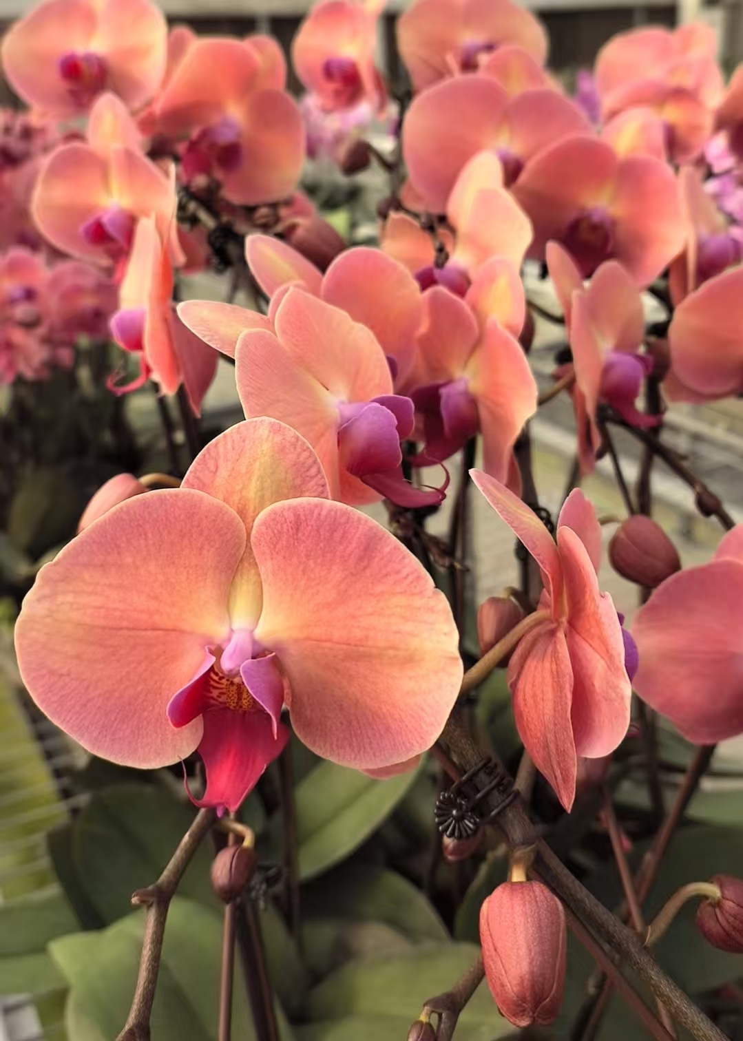 【欣欣向荣】带花剑蝴蝶兰花盆栽花卉室内植物四季开花好养活